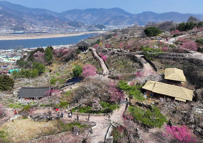 광양매화축제 개화율 40%대..13일 매화축제 개막