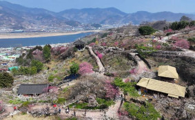 광양매화축제 개화율 40%대..13일 매화축제 개막